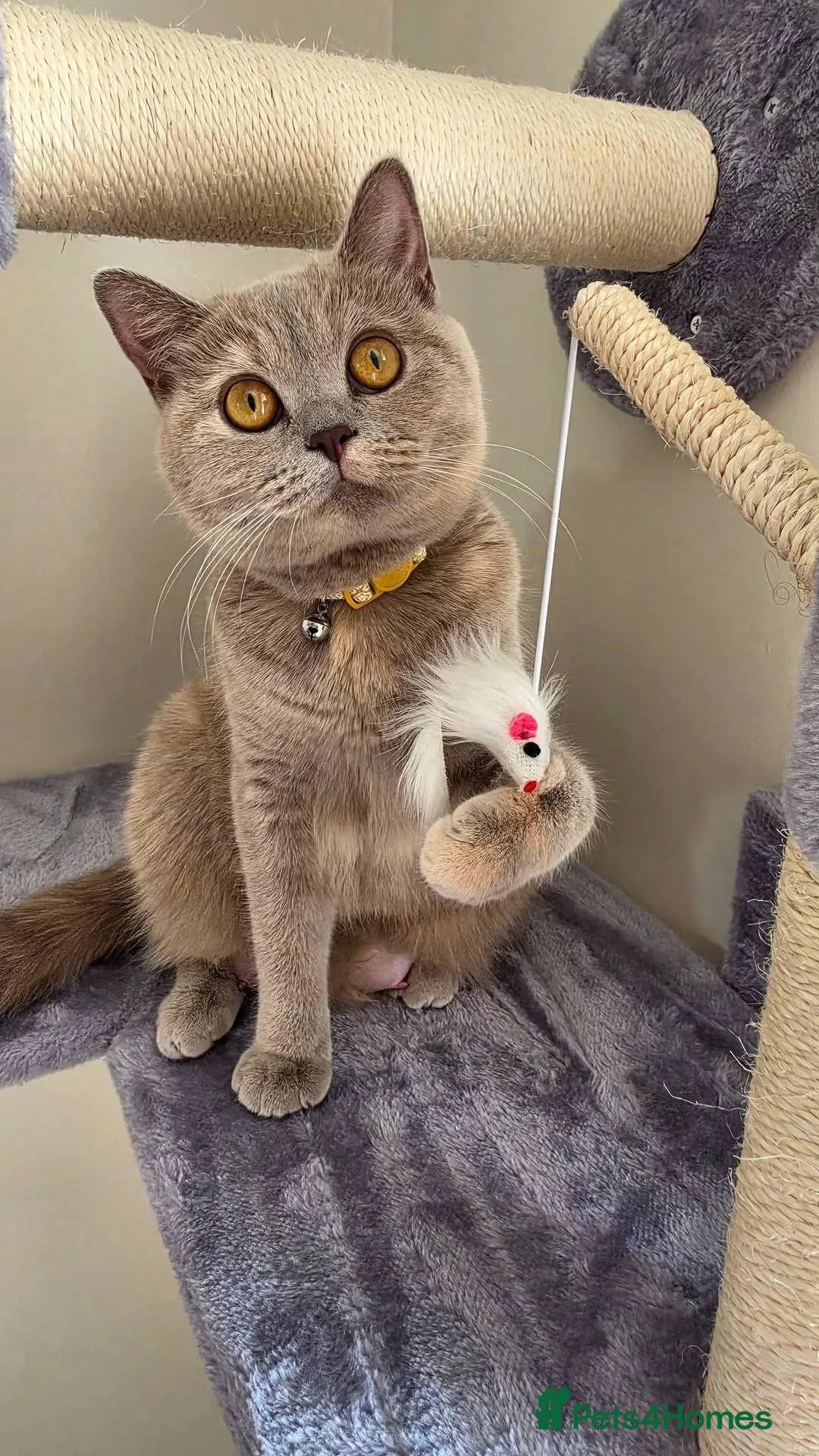 British Shorthair cats for sale: Chocolate BSH Female Kittens | TICA Registered - Advert 2