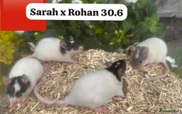 Rat rodents for sale: Baby and young rats ready now. Sheffield - Image 21