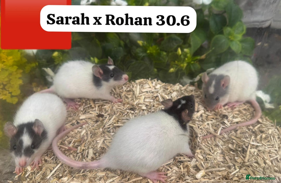 Rat rodents for sale: Baby and young rats ready now. Sheffield - Image 21