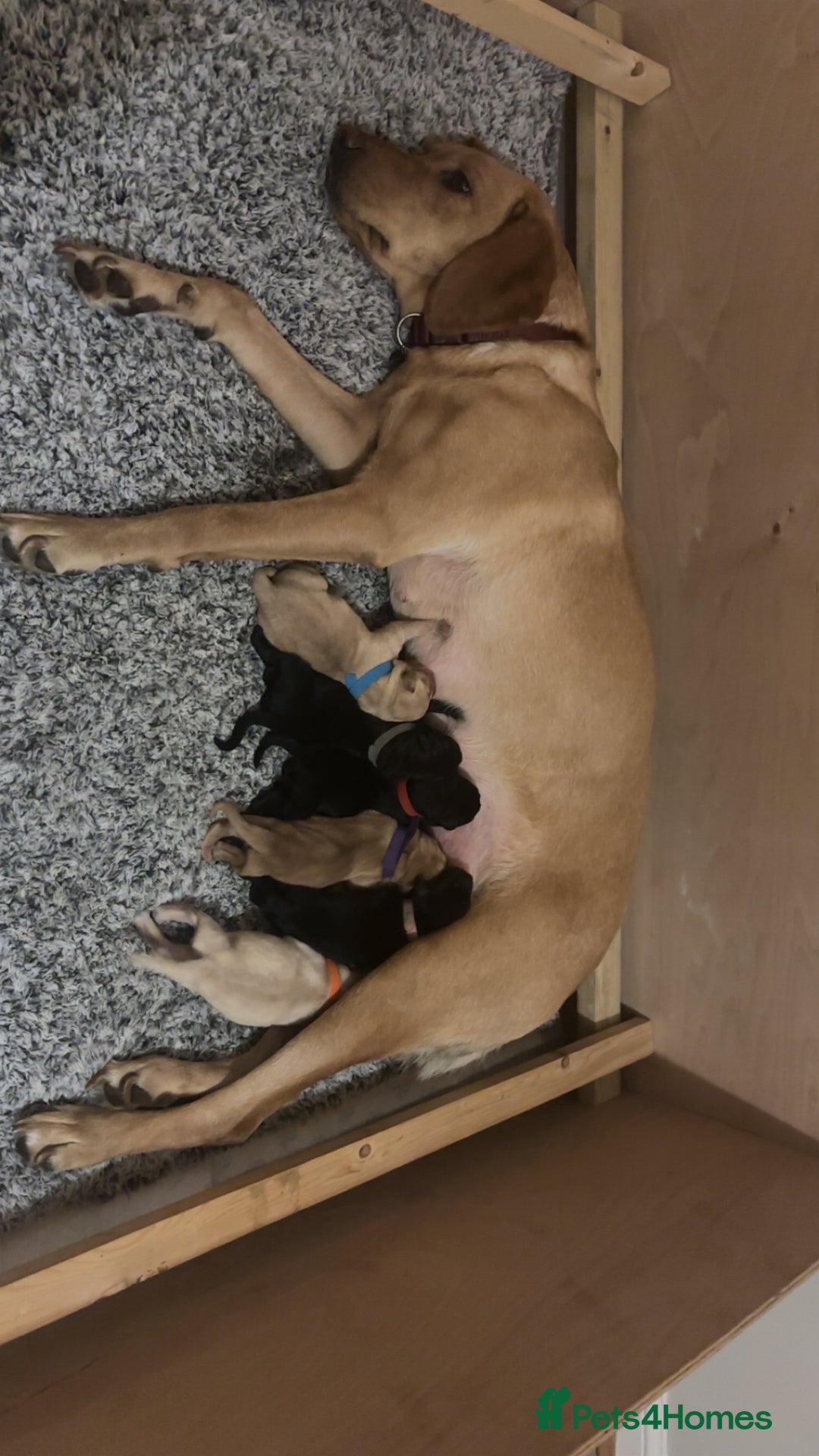 Labrador Retriever dogs for sale: Gorgeous Labrador puppies for sale  - Advert 16