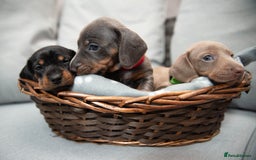 Miniature Dachshund dogs for sale: Miniature smooth haired dachshund - Image 2