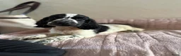 Cocker Spaniel dogs for sale: KC Ticked Show type cocker Spaniel READY NOW  - Advert 7