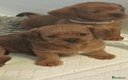 Mixed Breed dogs for sale: Beautiful schweenie babies - Image 1