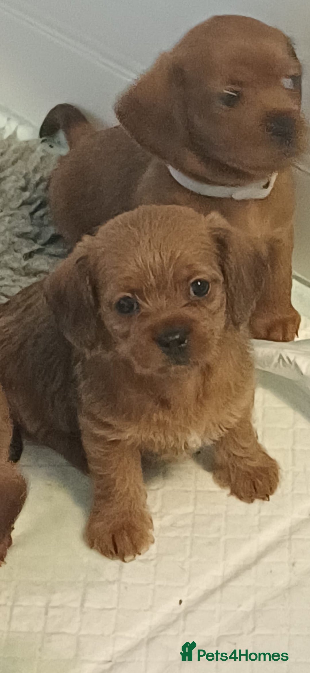 Mixed Breed dogs for sale: Beautiful schweenie babies - Image 1