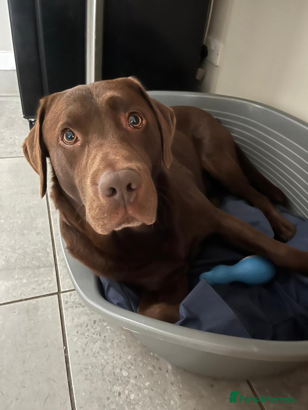 Labrador Retriever dogs for stud: Chocolate Labrador Stud - Advert 10