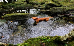 Labrador Retriever dogs for stud: Fox Red Labrador Retriever for Stud - Image 1