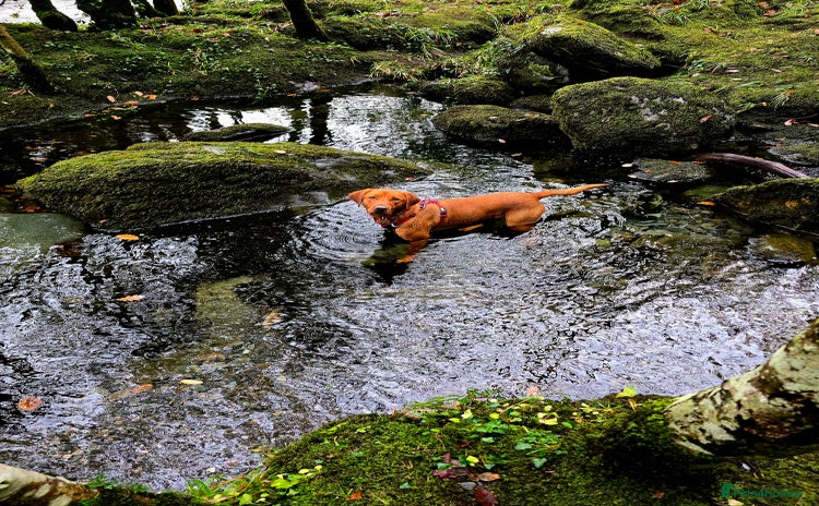 Labrador Retriever dogs - Advert 1