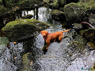 Labrador Retriever dogs for stud - Advert 1