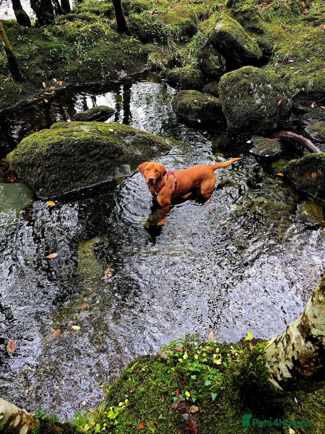 Labrador Retriever dogs for stud: Fox Red Labrador Retriever for Stud - Advert 3