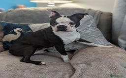 Boston Terrier dogs for sale: Boston terriers for sale - Image 2