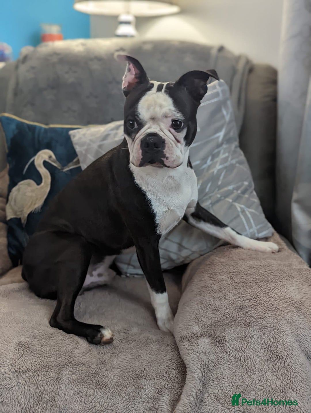 Boston Terrier dogs for sale: Boston terriers for sale - Image 2