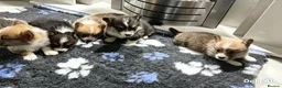 Welsh Corgi Pembroke dogs for sale: Kc pembroke corgi puppies - Advert 24