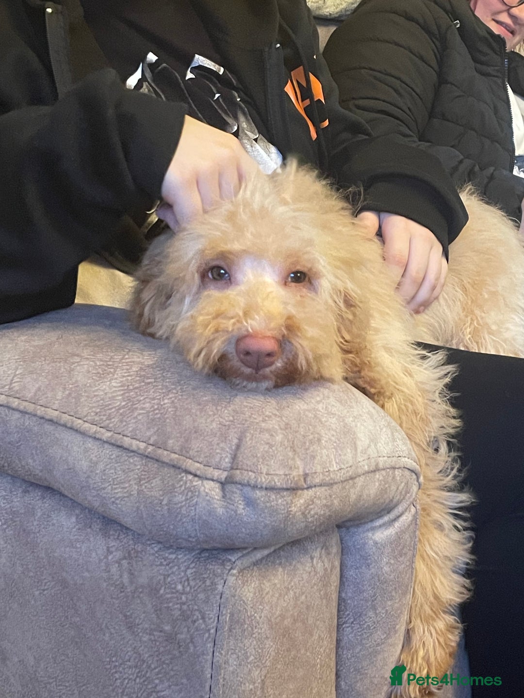 Cockapoo dogs for sale: Apricot girl - Advert 1