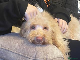 Cockapoo dogs Apricot girl - Advert 2