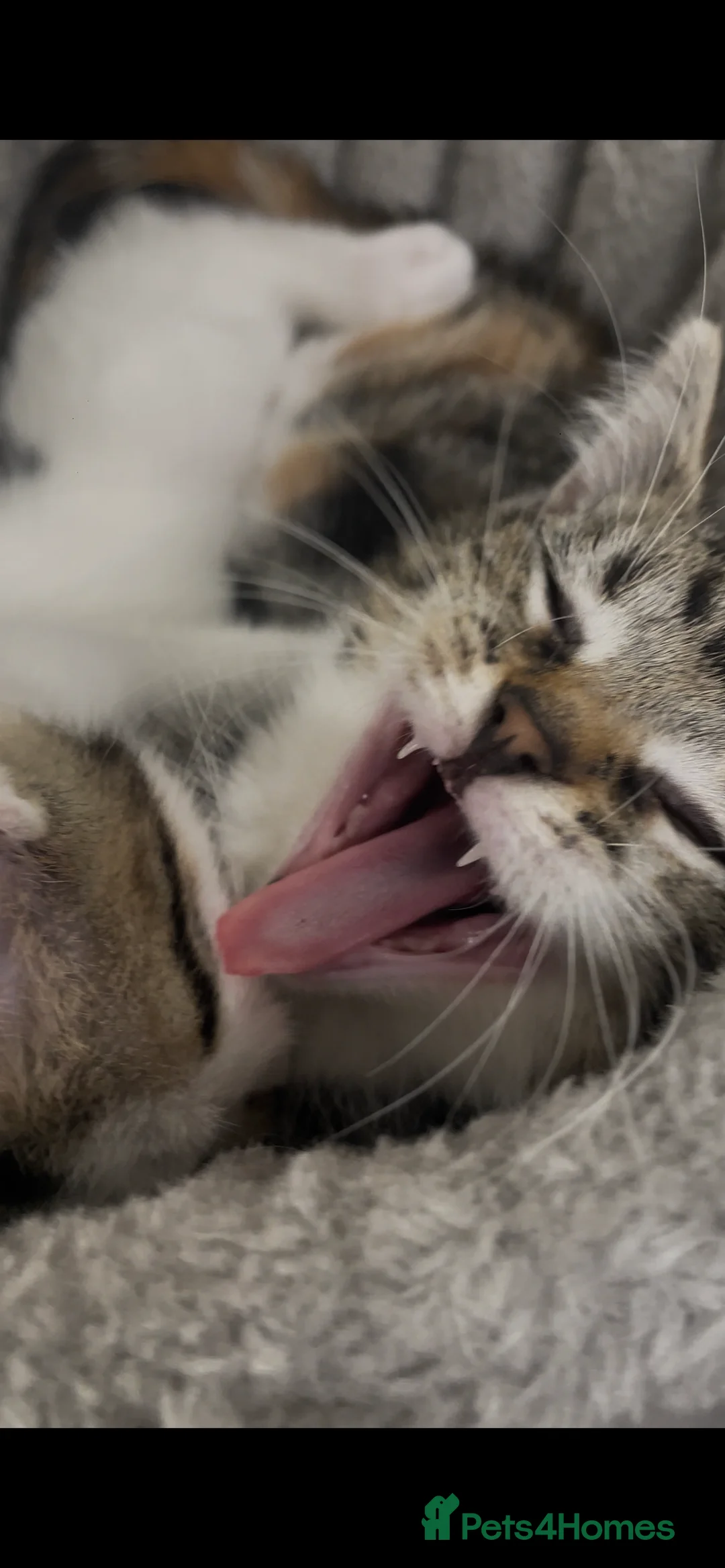 British Shorthair cats for sale: £150 for 2 Kittens + 6ft tree tower + travel bag + - Advert 2