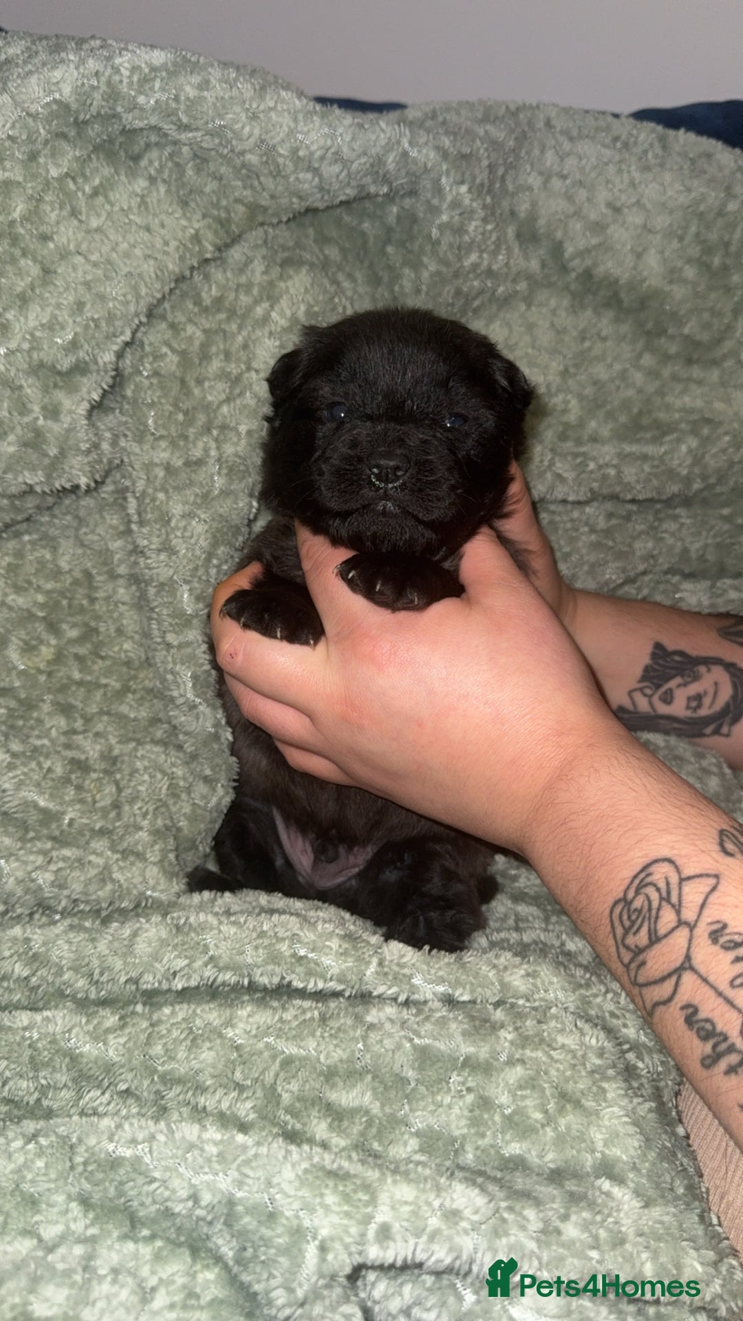 Chow Chow dogs for sale: Chow chow puppies  - Advert 20