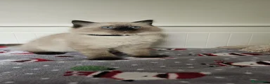 Ragdoll 1