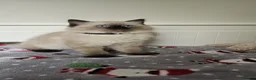 Ragdoll cats for sale: Ragdolls Kittens  - Advert 13
