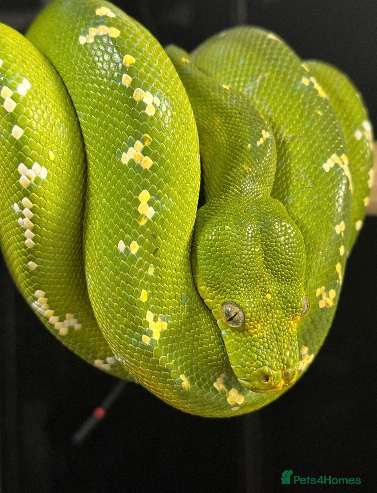 Python Snake reptiles PROVEN Breeding pair CAPTIVE BRED GreenTreePythons - Advert 2