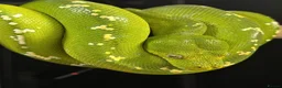 Python Snake reptiles for sale: PROVEN Breed pair CAPTIVE BRED Green Tree Pythons - Advert 1