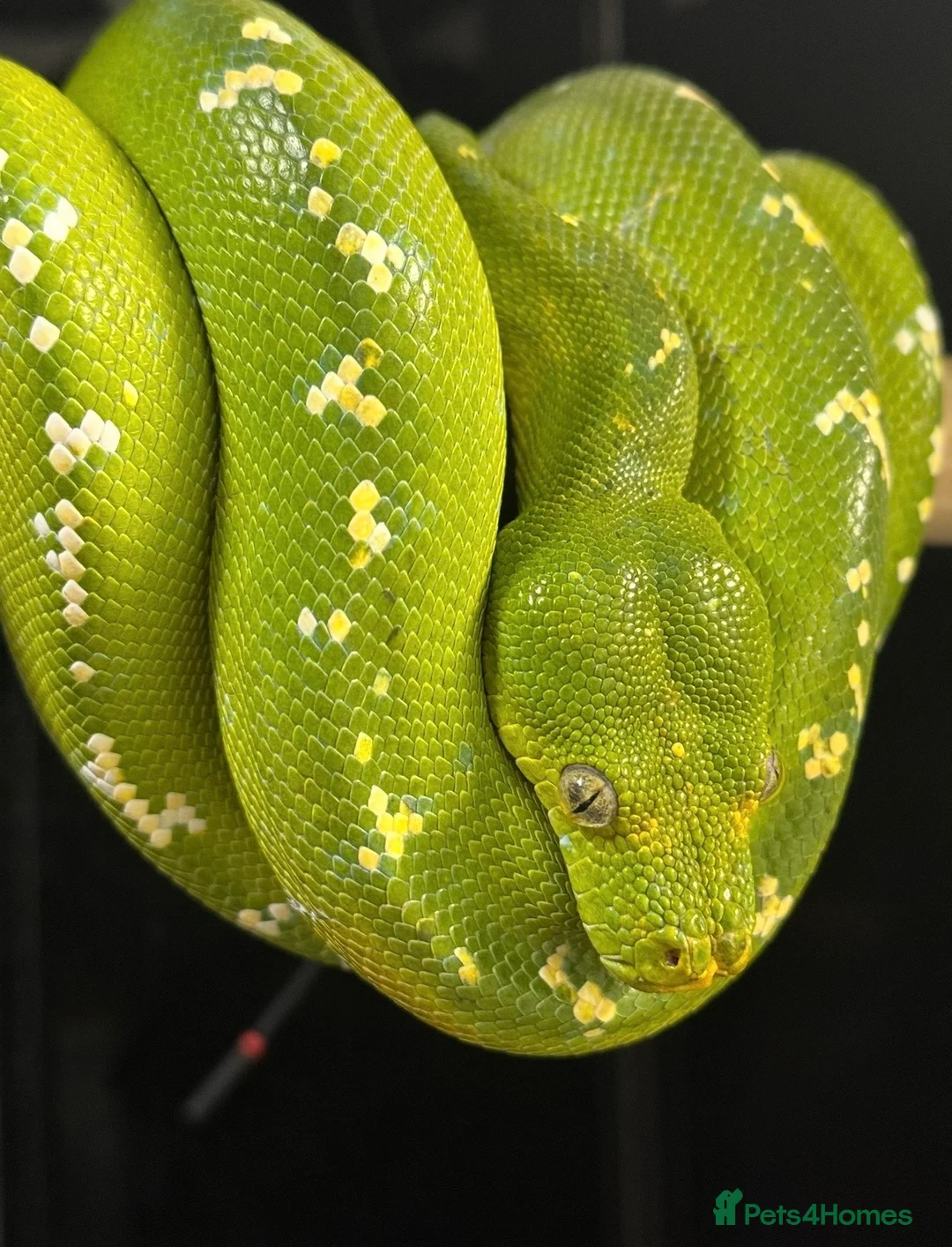Python Snake reptiles for sale: PROVEN Breed pair CAPTIVE BRED Green Tree Pythons - Advert 1
