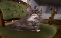 Maine Coon cats for sale: 1 REMAINING female blue smoke tortie  - Image 1