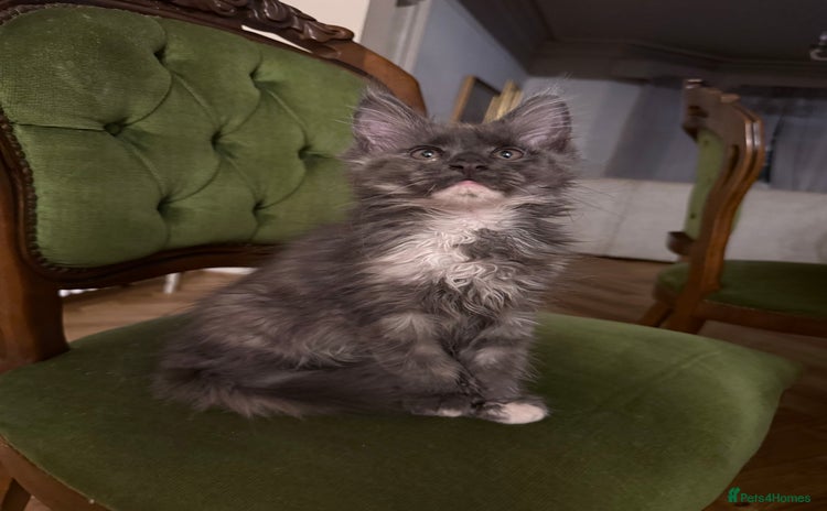 Maine Coon cats - Advert 9