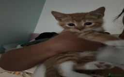 Domestic Shorthair cats for sale: 5 boy kittens for sale - Image 11