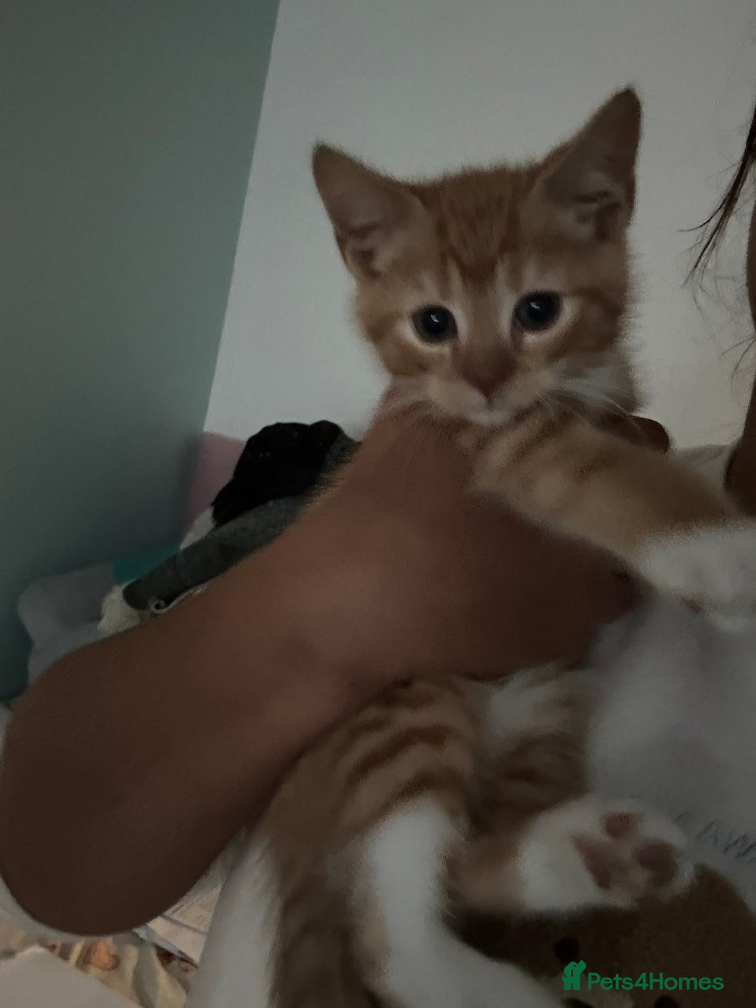 Domestic Shorthair cats for sale: 5 boy kittens for sale - Image 11