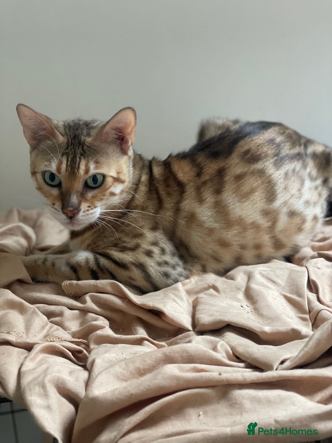 Bengal cats for sale: Queen honey a stunning active Bengal - Advert 2