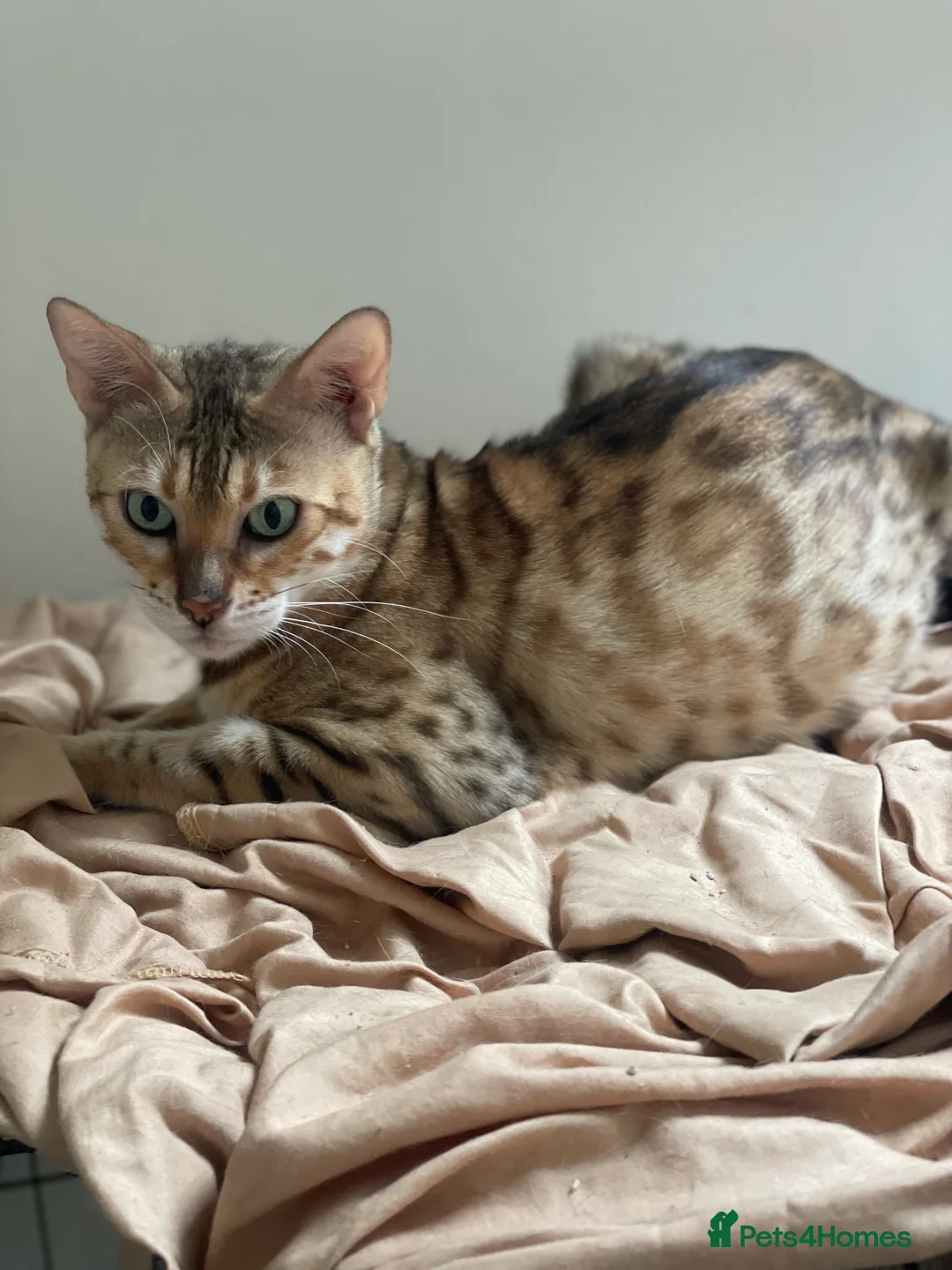 Bengal cats for sale: Queen honey a stunning active Bengal - Advert 2