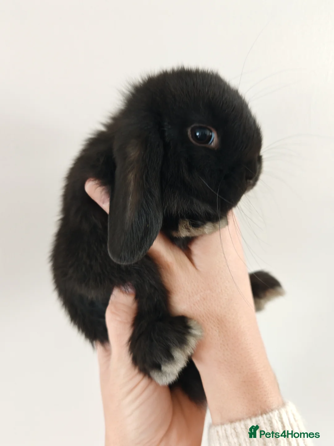 Mini Lop rabbits for sale: Beautiful Baby Mini Lop Bunnies  - Advert 5