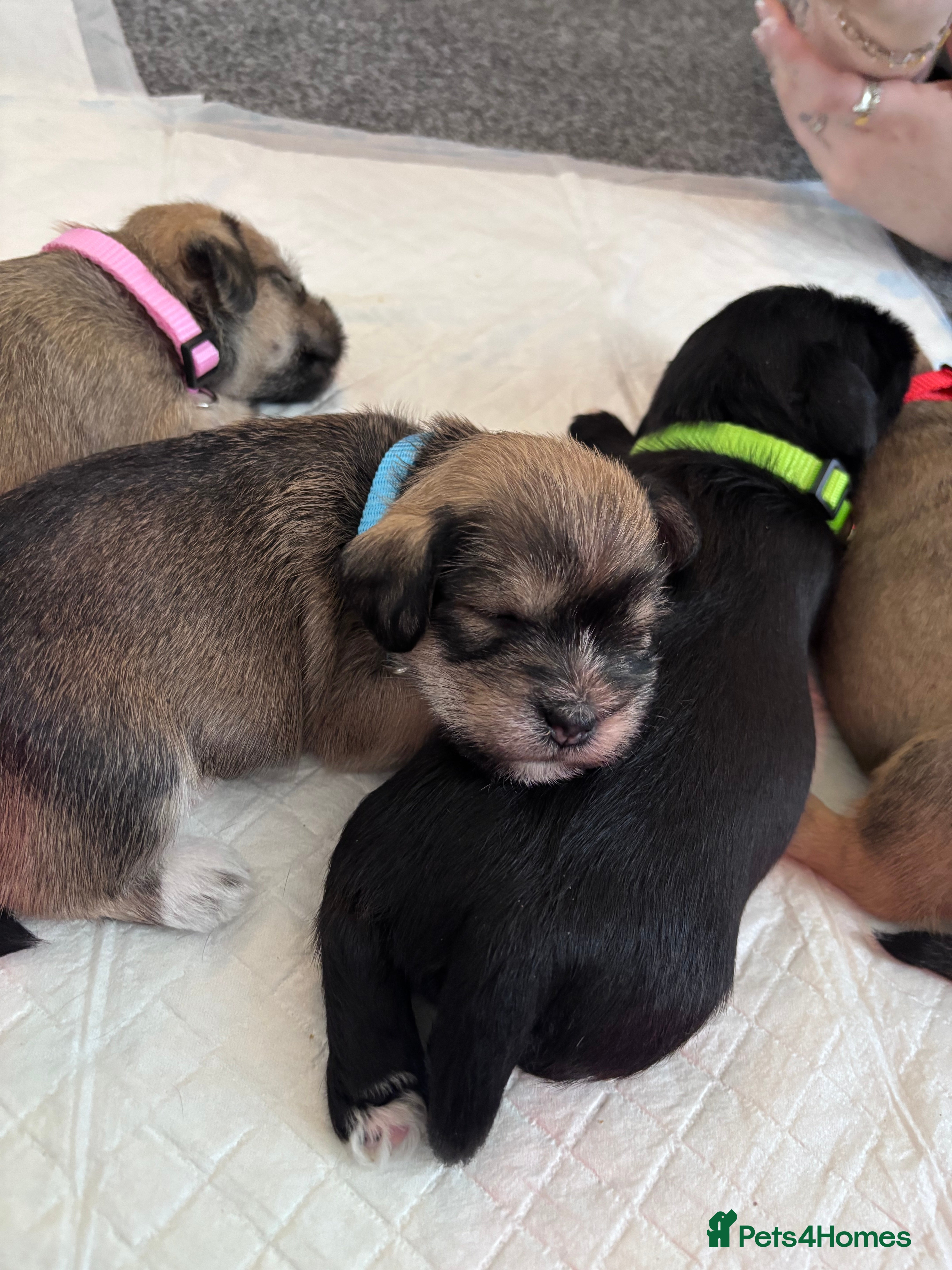Mixed Breed dogs Schapso puppies  - Advert 3
