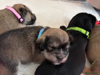 Mixed Breed dogs Schapso puppies - Advert 6