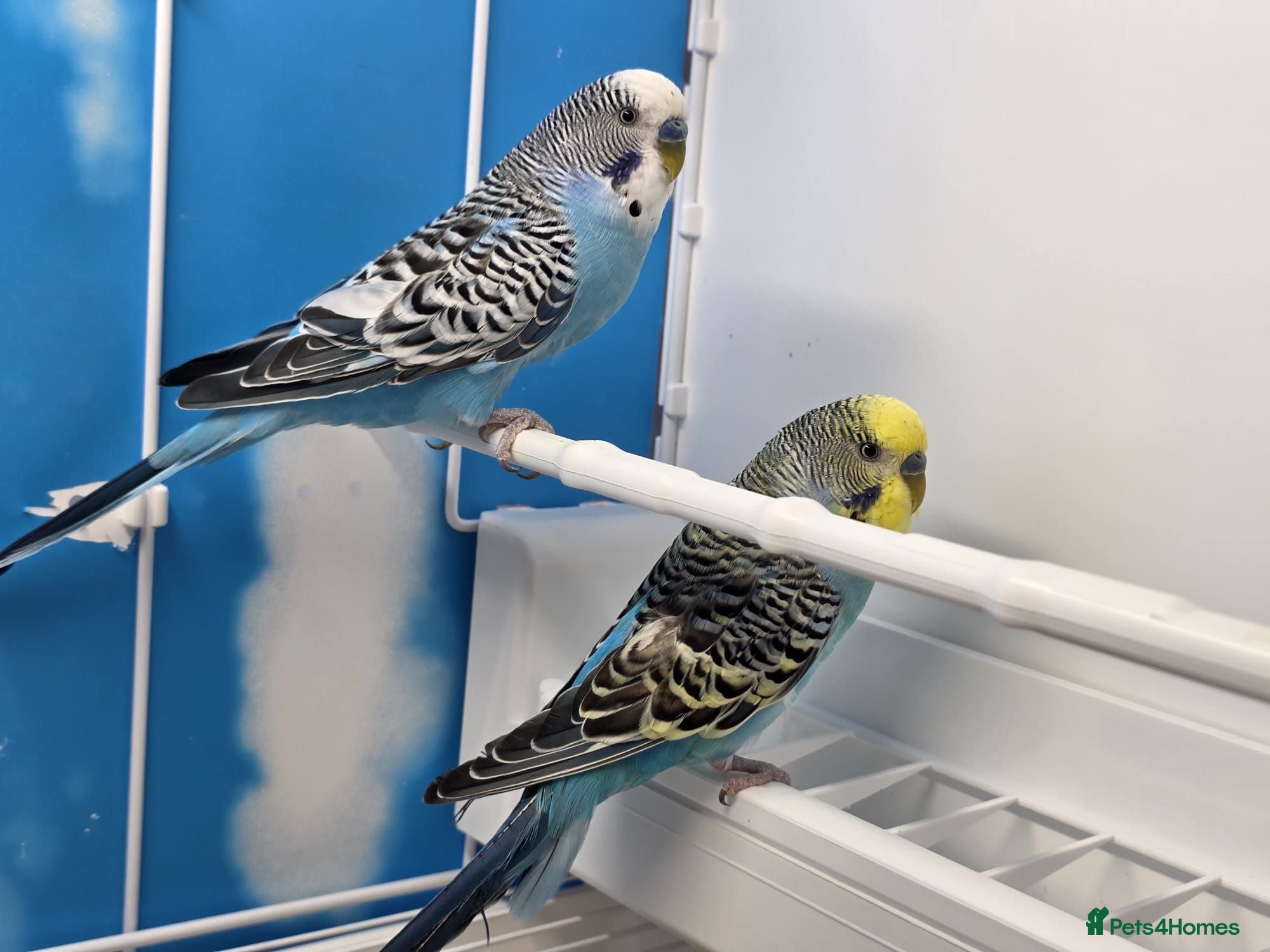 Budgerigars birds Stunning Budgies, various colors & Mutations - Advert 2