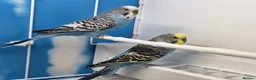 Budgerigars birds for sale: Stunning Budgies, various colors & Mutations - Advert 2