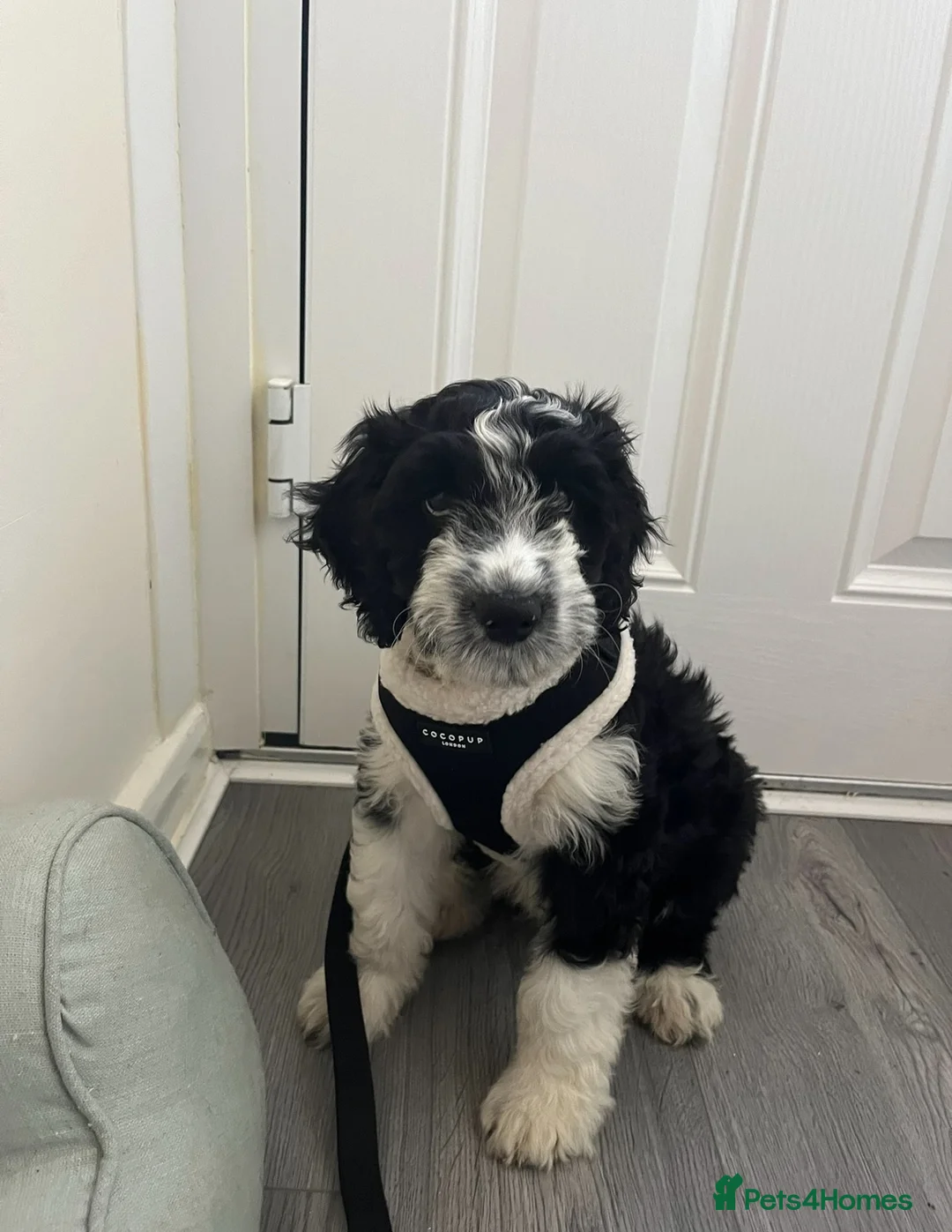 Cockapoo dogs for stud: COCKAPOO AVAILABLE FOR STUD ⭐️  - Advert 17