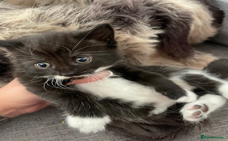 British Longhair cats - Advert 6