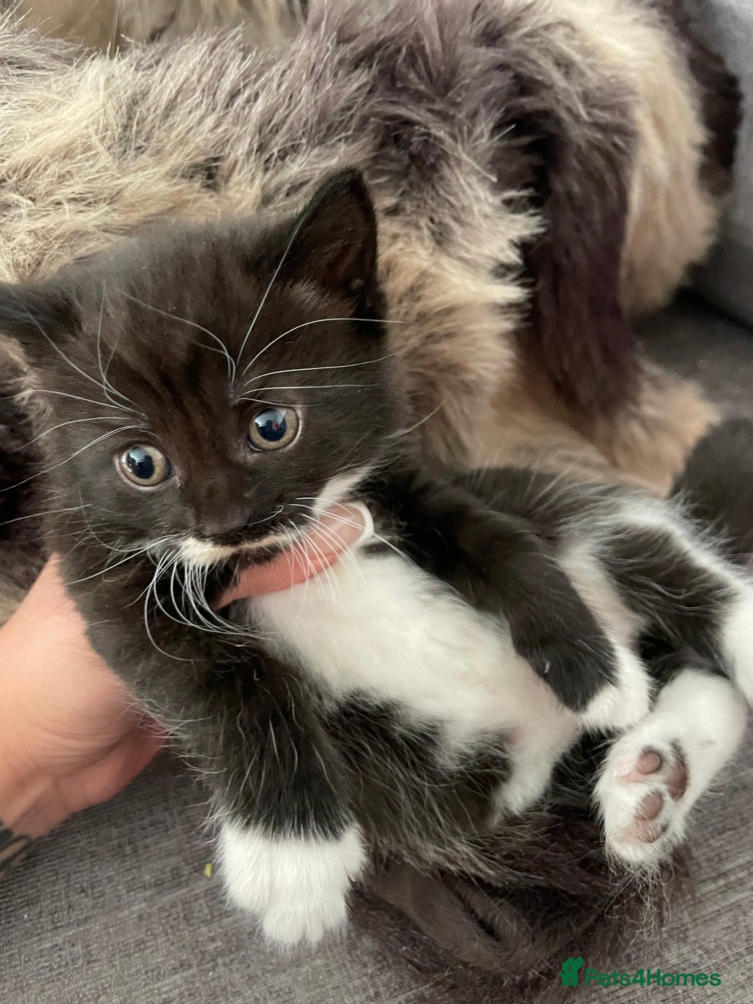 British Longhair cats for sale: British long-haired kittens - Image 1
