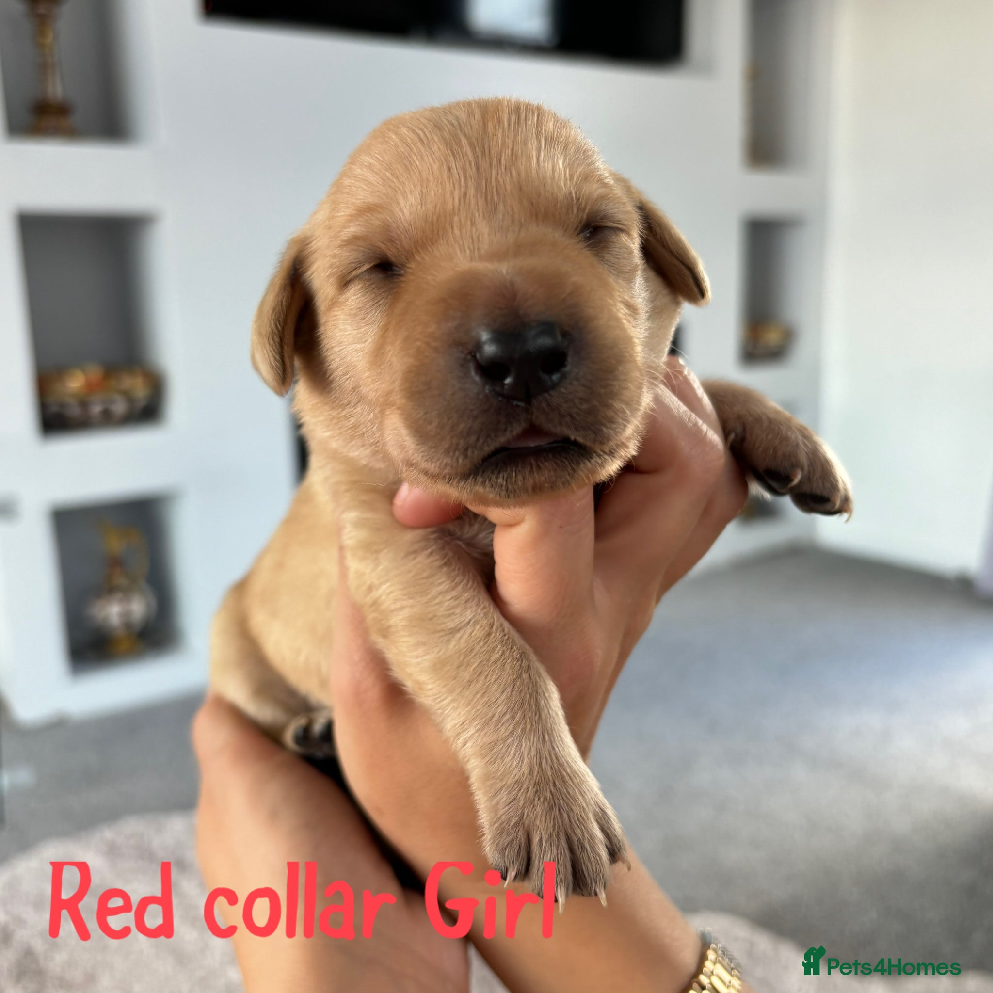 Red collar girl 