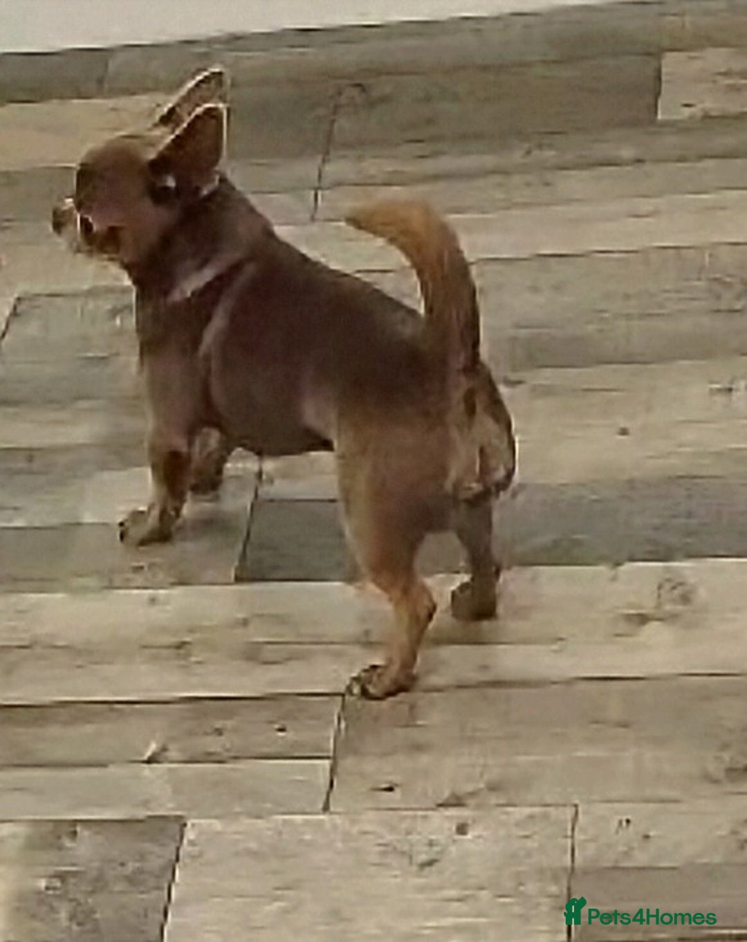 Chihuahua dogs for stud: KC reg - Health tested - PROVEN  - Advert 13