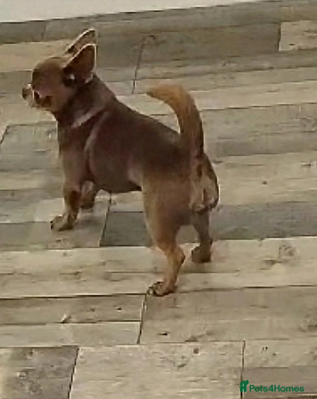 Chihuahua dogs for stud: KC reg-Health tested-PROVEN  - Advert 13