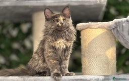 Maine Coon cats for sale: Tica Stunning Kittens  - Image 28
