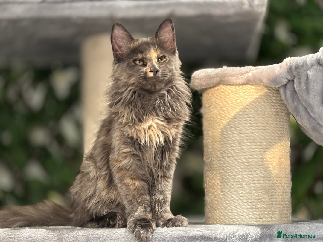 Maine Coon cats for sale: Tica Stunning Kittens  - Image 28