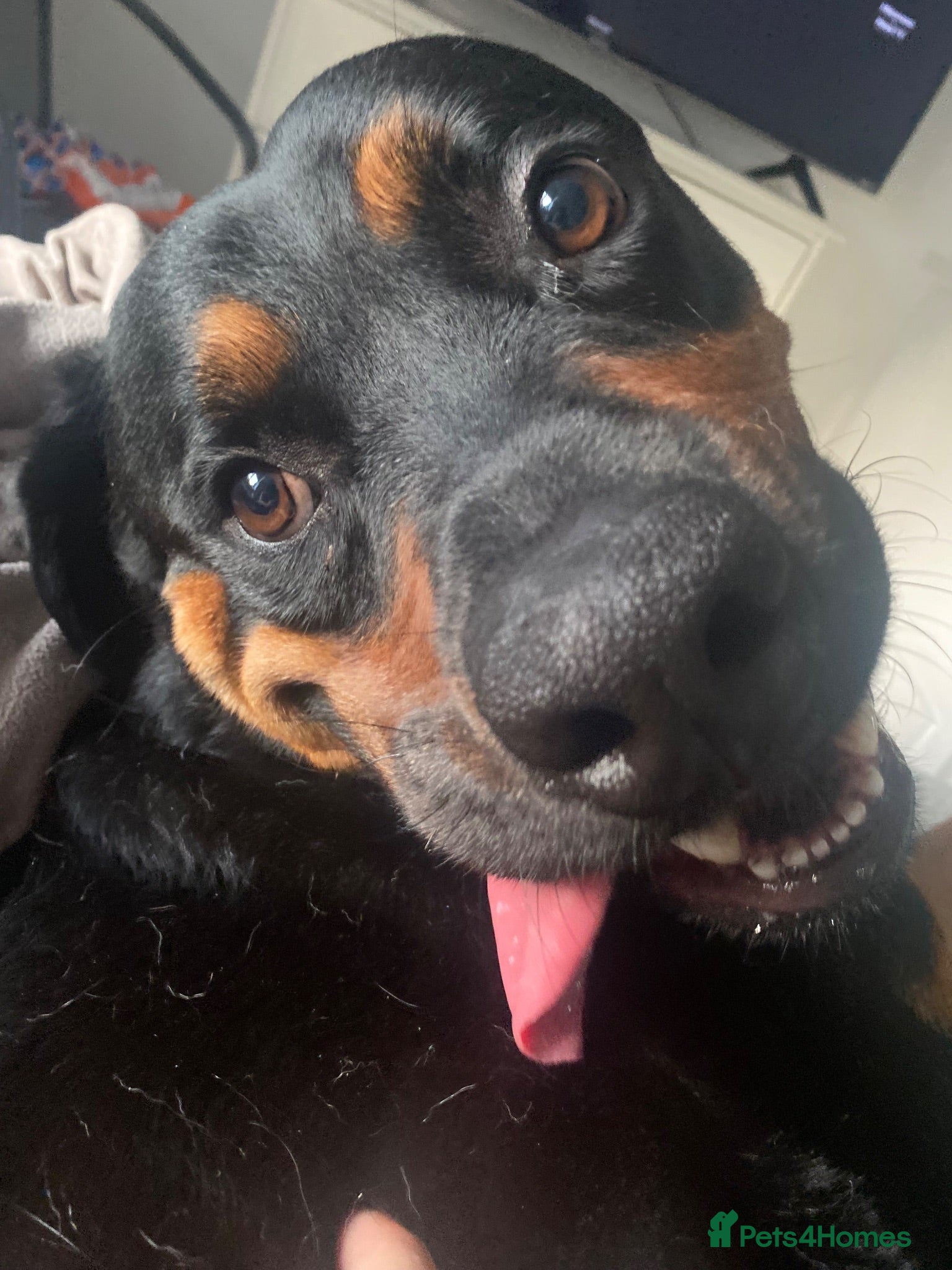 Mixed Breed dogs Hugo, Rottweiler, neutered - Advert 1