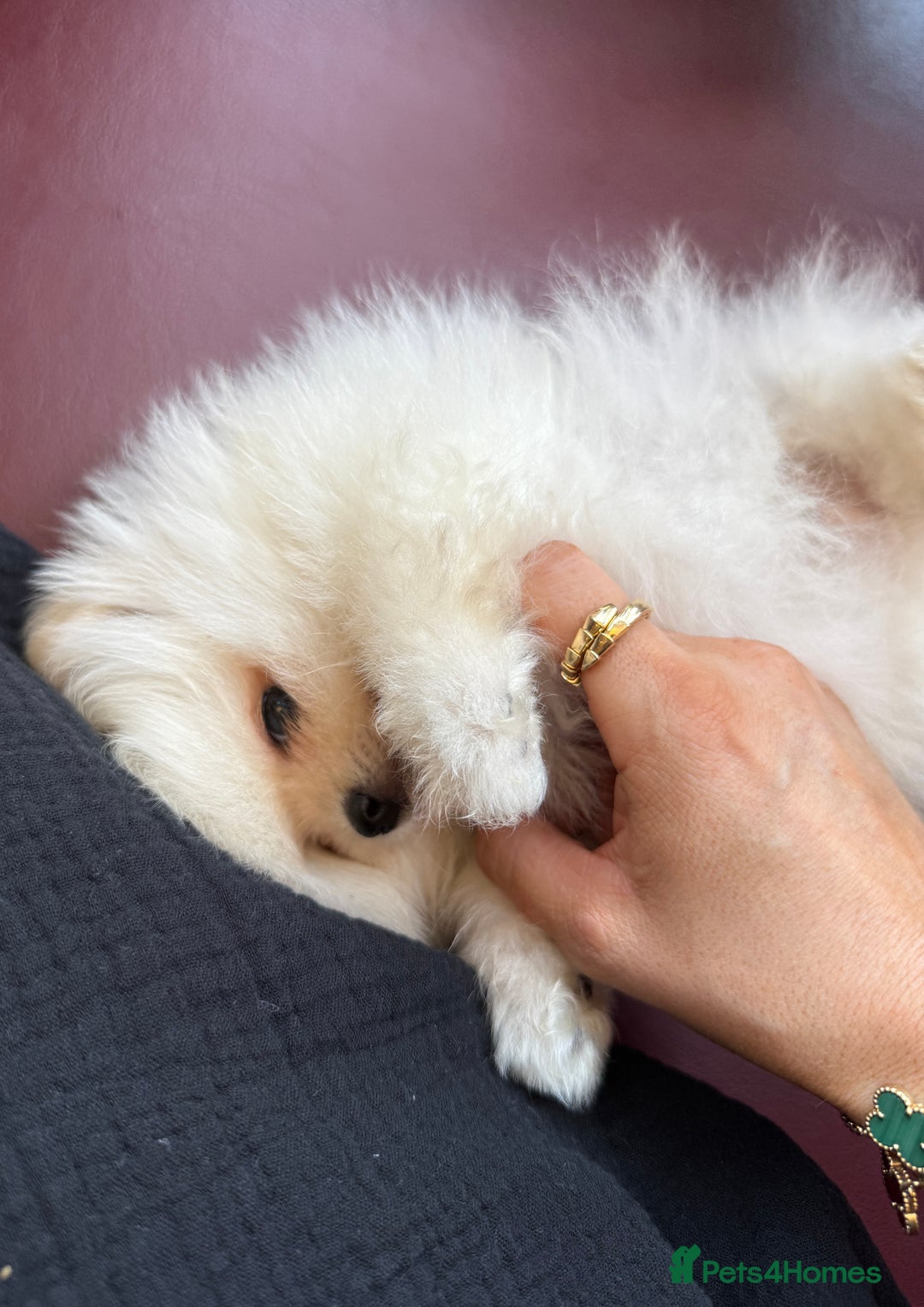 Pomeranian dogs for sale: Mini Pomeranian boy - Image 6