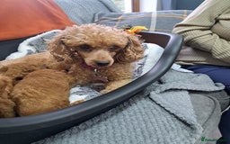 Toy Poodle dogs for sale: Toy poodle for sale - Image 7