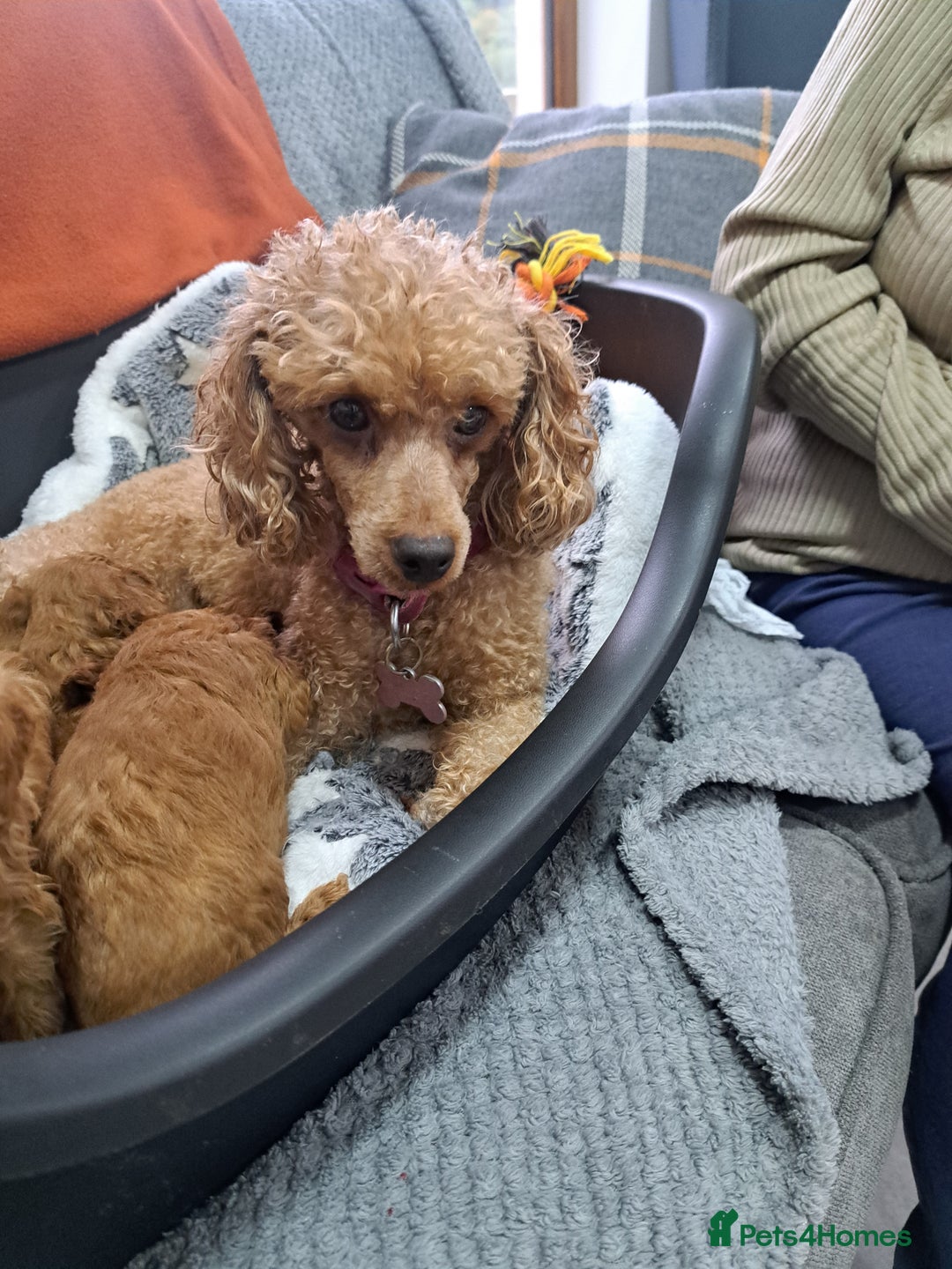 Toy Poodle dogs for sale: Toy poodle for sale - Image 7