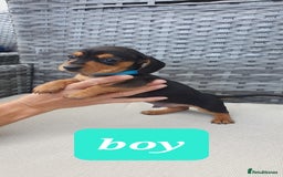 Dachshund dogs for sale: Xxx Beautiful dachshund puppies Xxx - Image 12