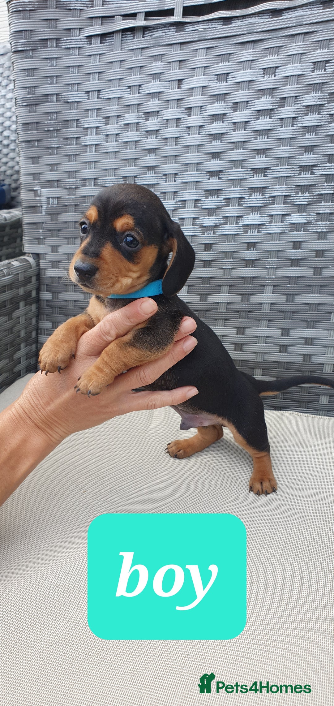 Dachshund dogs for sale: Xxx Beautiful dachshund puppies Xxx - Image 12